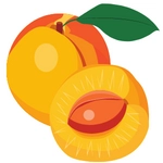 Apricot Fruit Image