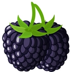 Blackberry Fruit Picture