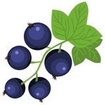 Blackcurrant Fruit