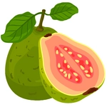 Guava Fruit Image