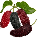 Mulberry Picture