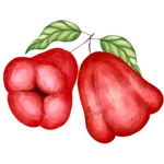 Rose Apple Fruit Photo