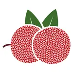 Bayberry Fruit