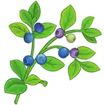 Bilberry